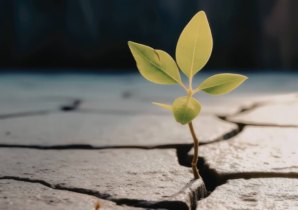 A small green plant growing in cracked, dry soil.