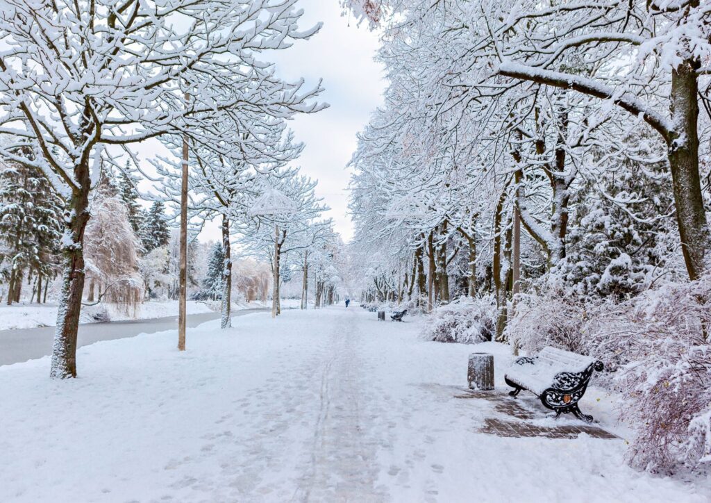 Snow-covered forest path with trees and benches lining the walkway, capturing the calm and quiet of a winter landscape.
