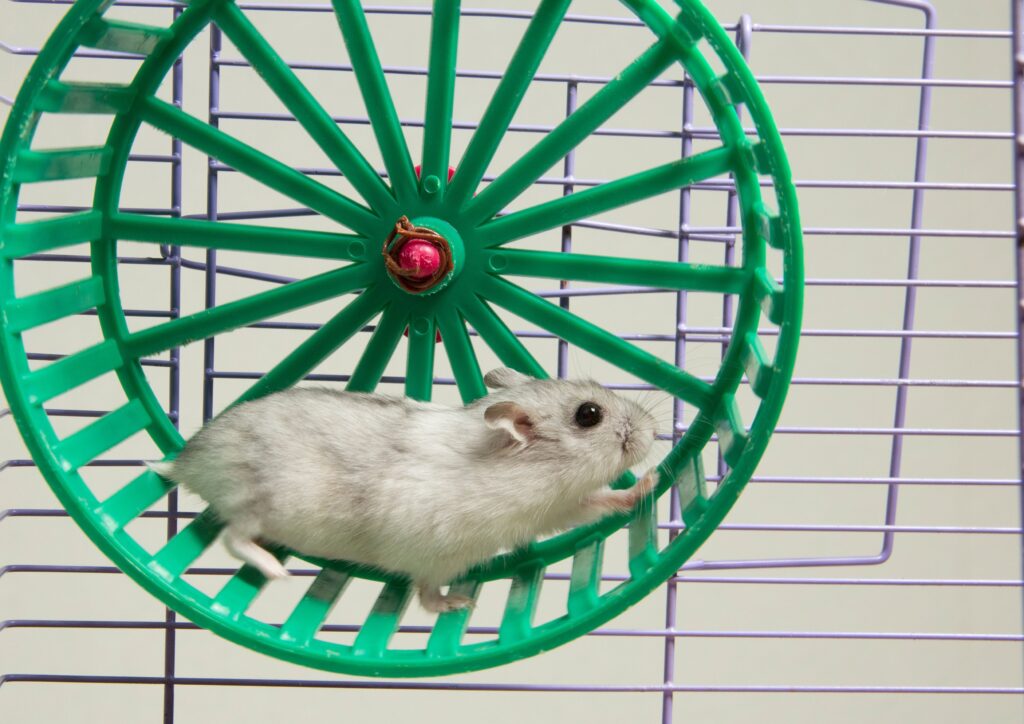 A hamster running on a wheel inside its cage, used as a metaphor for repetitive work cycles and the “rat race” feeling of running without progress.