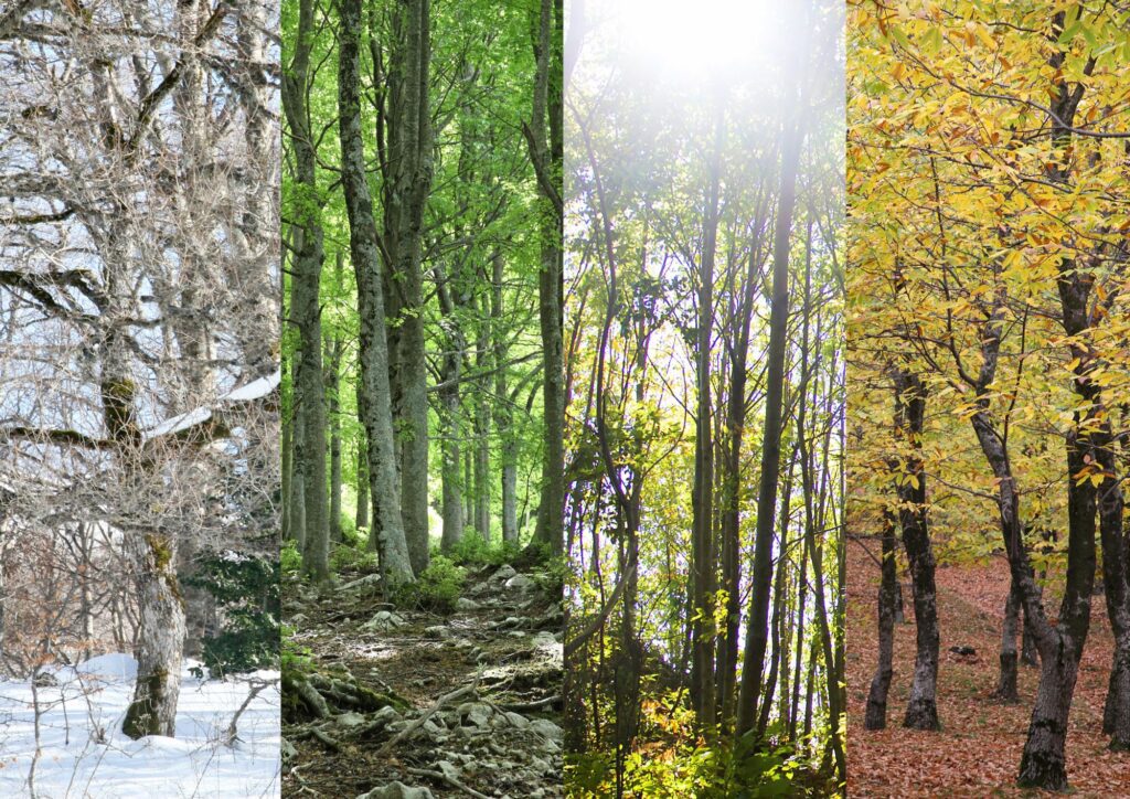 Trees shown across different seasons with changing colors and weather.